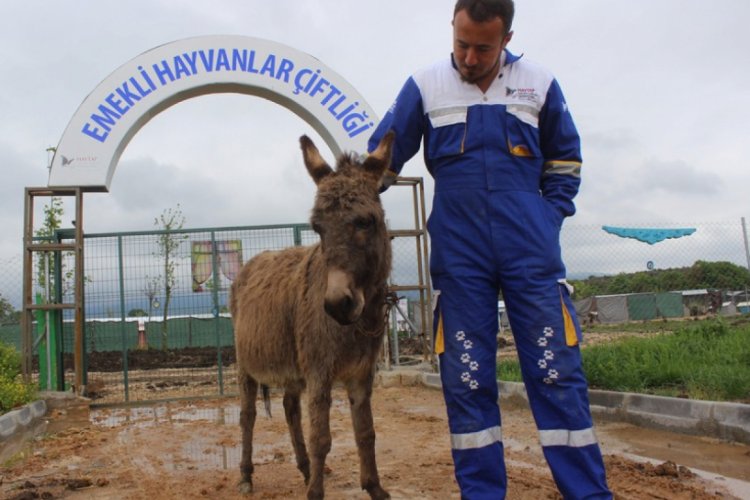 K&ouml;peklere par&ccedil;alatılan eşek Bursa'da yeni yuvasına yerleşti