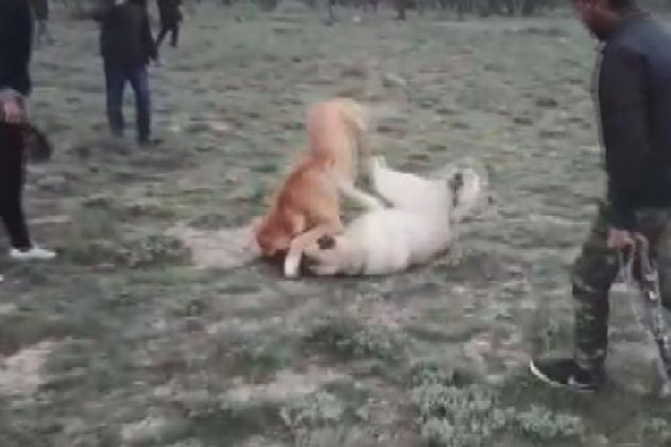 internetken kopek dovusu duzenleyenlere operasyon bursada bugun bursa bursa haber bursa haberi bursa haberleri bursa