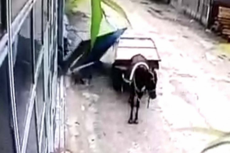 Bursa'da at arabasıyla hırsızlık kamerada