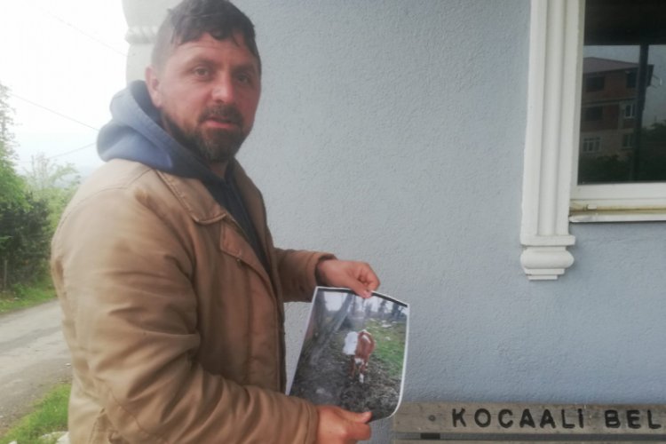Sakarya'da kaybolan ineği i&ccedil;in afiş bastırdı