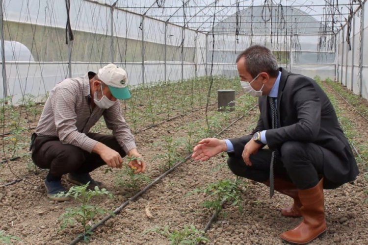Maniye domatesinin ekimine başlandı