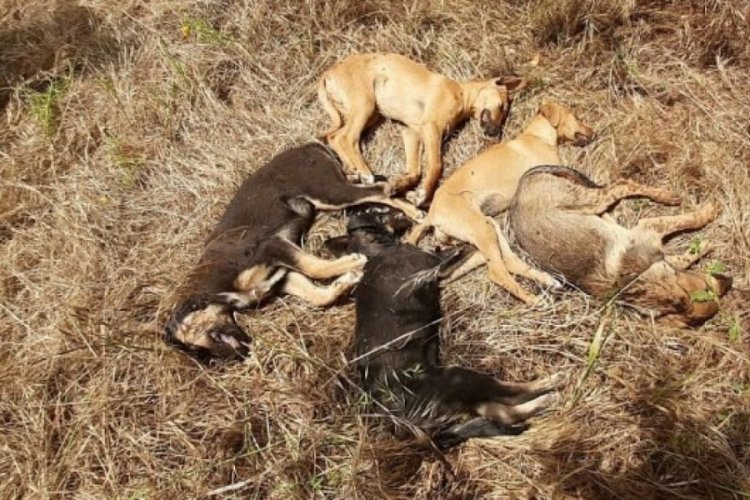 5 yavru k&ouml;pek &ouml;l&uuml; bulundu, 4'&uuml; kayıp