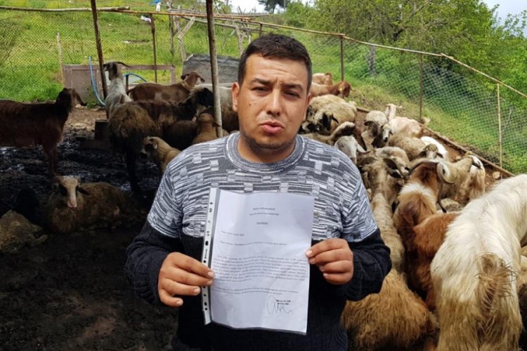 Başıboş k&ouml;pekler, ahırdaki 32 k&uuml;&ccedil;&uuml;kbaş hayvanı telef etti