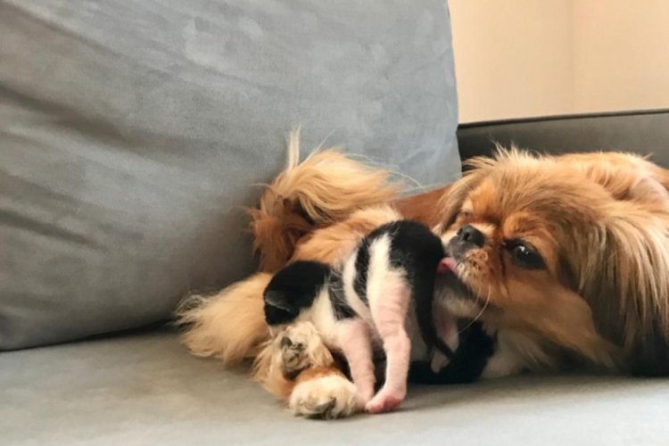 K&ouml;pek, kedi yavrularına annelik yapıyor