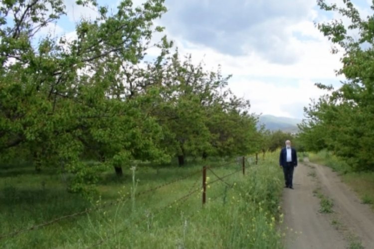 Y&uuml;zlerce kayısı ağacı tarım ilacından olumsuz etkilendi