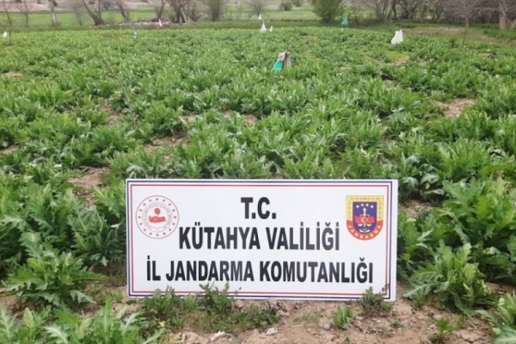 5 bin k&ouml;k ka&ccedil;ak ekilmiş haşhaş bitkisi ele ge&ccedil;irildi