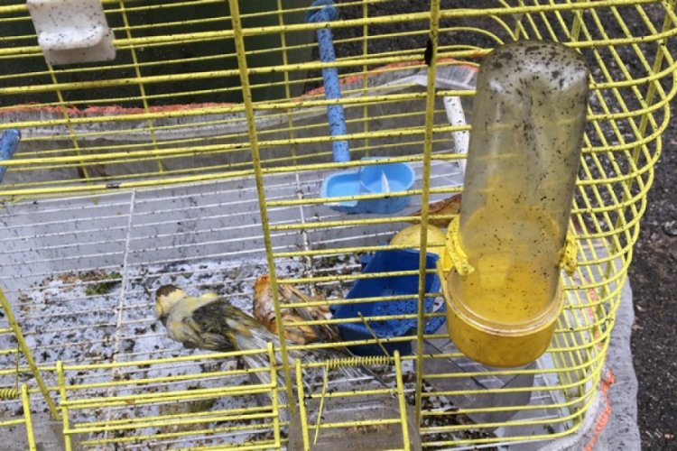Bursa'da yangında ev sahibi dumandan etkilendi, 2 kanaryası ise &ouml;ld&uuml;