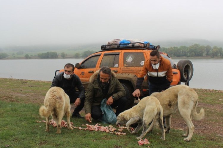 Bursa Uludağ'daki hayvanlar "aç kalmasın" diye öyle engelleri aşıyor ki