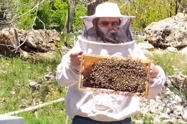 Sıcaklık artınca arılar yaylaya taşındı