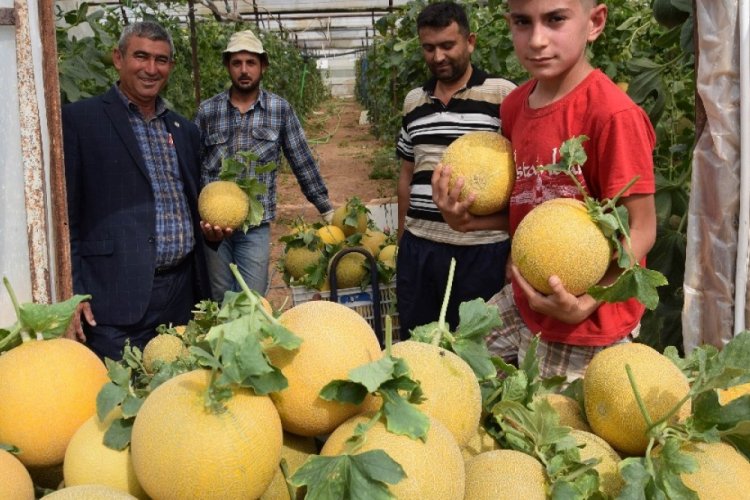 Kavun &uuml;reticinin y&uuml;z&uuml;n&uuml; g&uuml;ld&uuml;r&uuml;yor