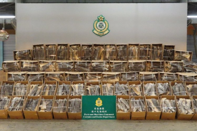 1.1 milyon dolar değerinde kurutulmuş k&ouml;pek balığı y&uuml;zgeci ele ge&ccedil;irildi