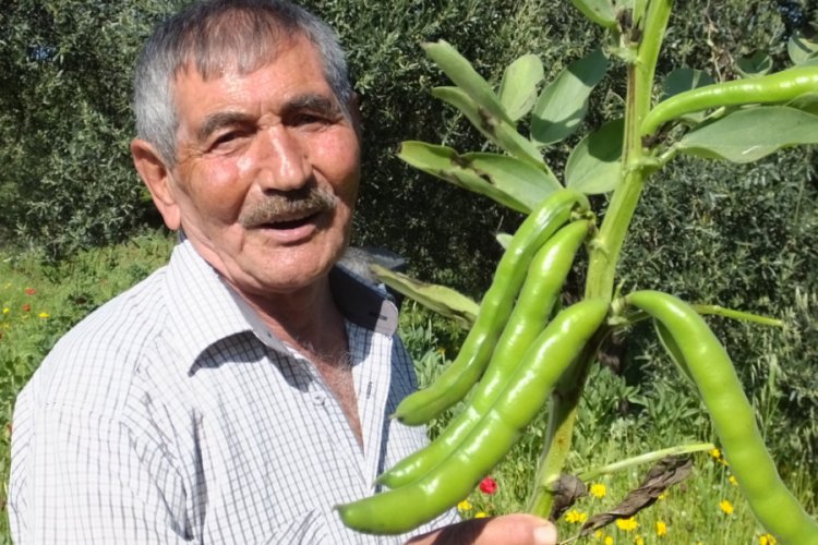 &Uuml;retici bakla fiyatından memnun