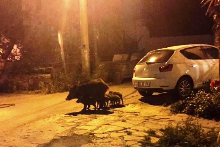 Bodrum'da a&ccedil; kalan domuz ve yavruları il&ccedil;e merkezine indi