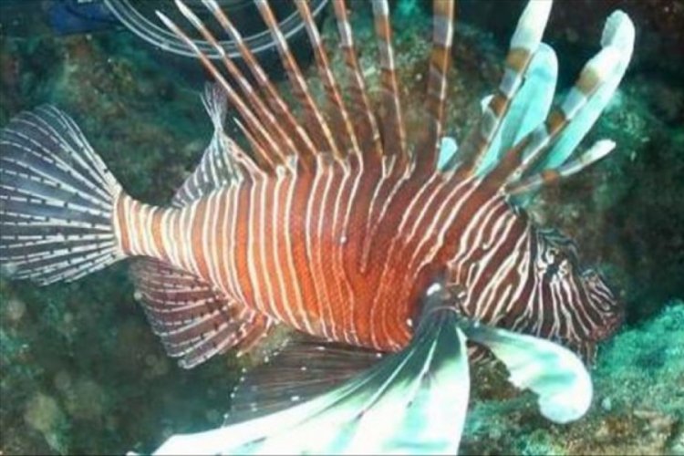Aslan balığı tezgahlarda yerini almaya başladı