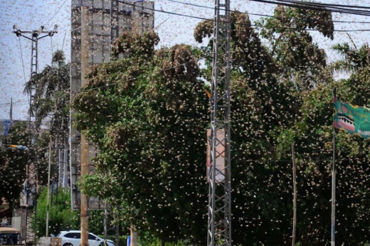 Pakistan'da &ccedil;ekirge istilası sebebiyle OHAL ilan edildi