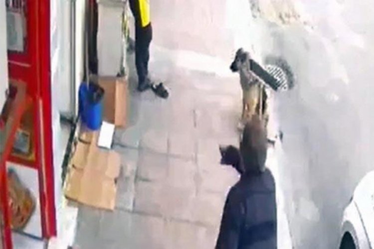 Yiyecek bekleyen k&ouml;peğe saldırdı