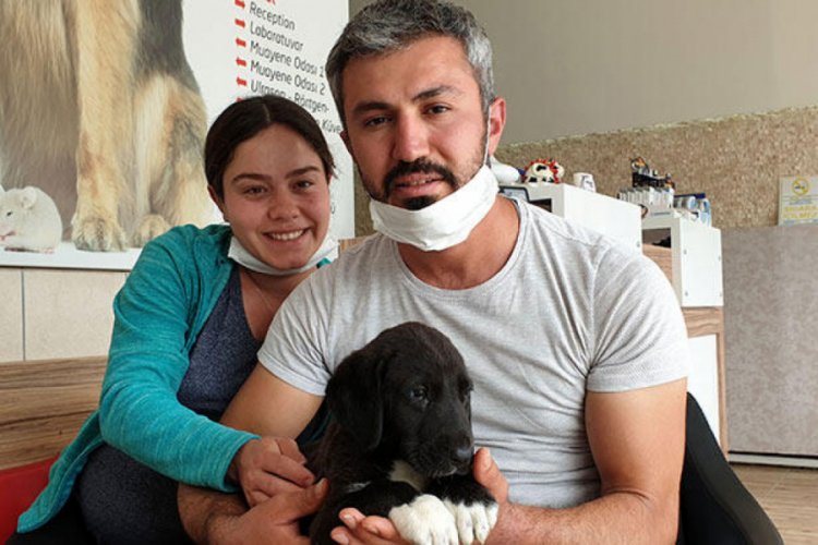 Binlerce arının arasına girip k&ouml;peklerini kurtardı
