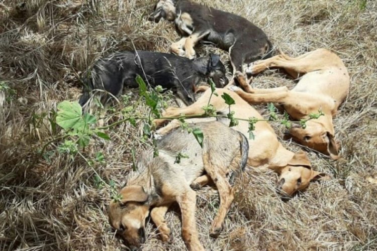 5 yavru k&ouml;pek &ouml;l&uuml; bulundu, 4'&uuml; kayıp