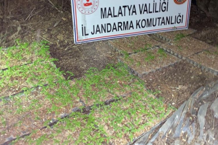4 bin 800 k&ouml;k Hint keneviri ele ge&ccedil;irildi