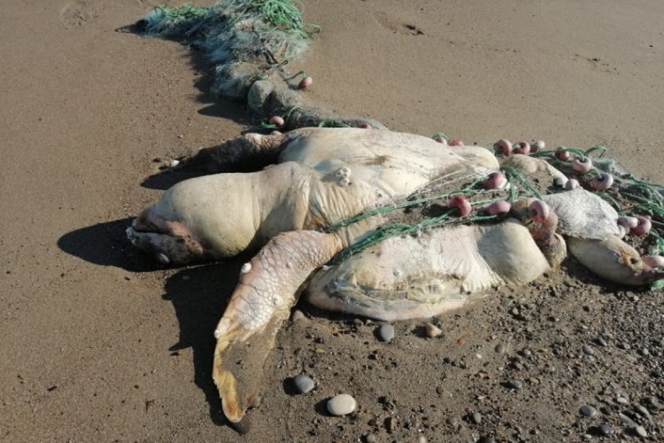 Ağa takılıp &ouml;len caretta caretta kıyıya vurdu