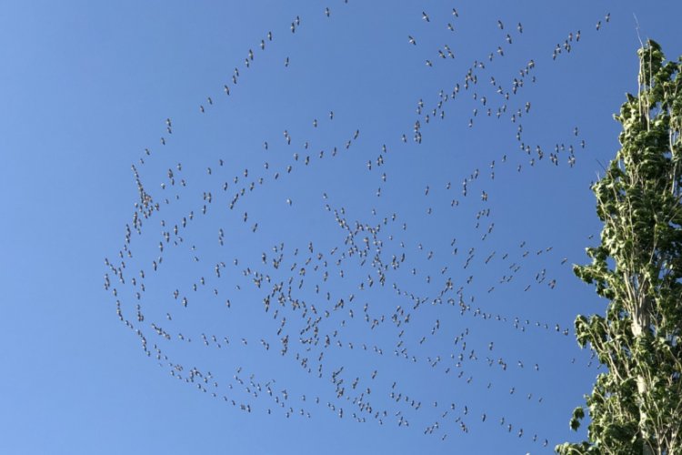 Hatay semalarında leylekler g&ouml;rsel ş&ouml;len sundu