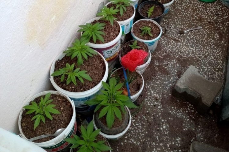 Evinin balkonunda Hint keneviri yetiştiren ş&uuml;pheli tutuklandı