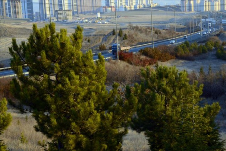 Otoyol kenarlarına 2 milyon fidan dikilecek