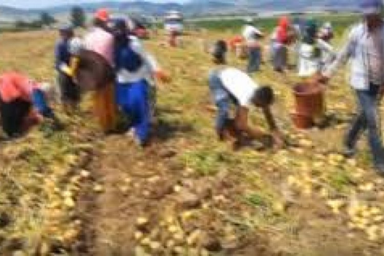 Bursa Mustafakemalpaşa'da mevsimlik tarım işçileri çalışmalarını sürdürüyor