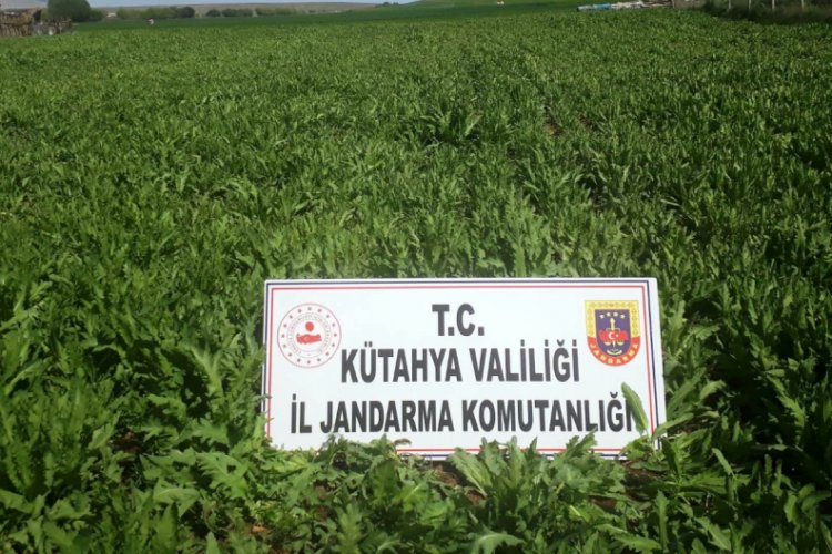 624 bin 440 k&ouml;k ka&ccedil;ak ekilmiş haşhaş bitkisi ele ge&ccedil;irildi