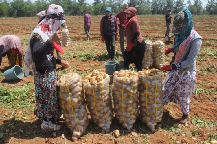 Patates &uuml;reticisinde fiyat d&uuml;şecek korkusu