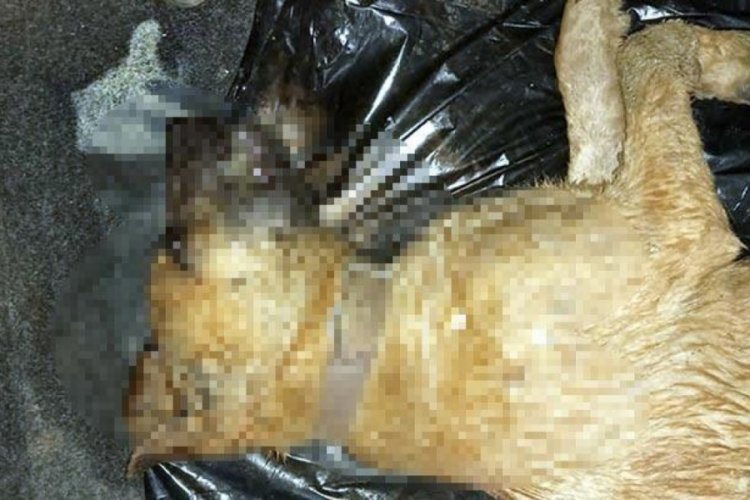 2'si yavru 4 k&ouml;pek zehirlenerek &ouml;ld&uuml;r&uuml;ld&uuml;!