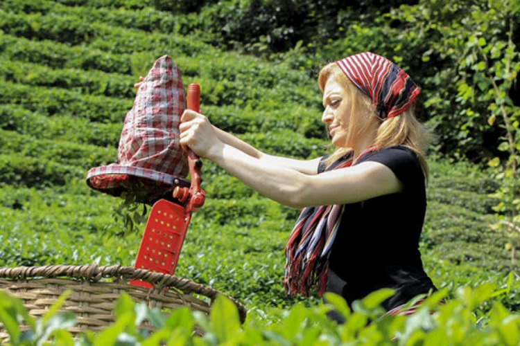 &Ccedil;ay &uuml;reticileri 3.40 TL fiyatı olumlu buldu