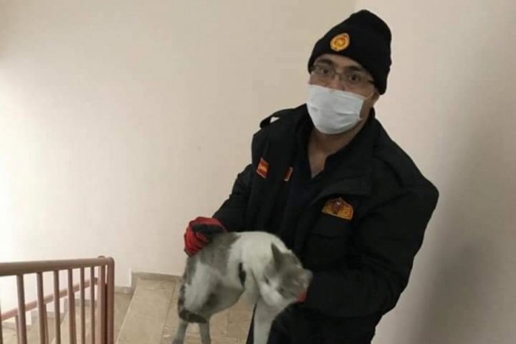 İtfaiye mahsur kalan kediyi kurtardı