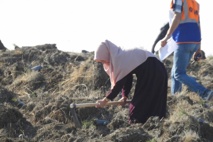 &Ccedil;orumluların rekor denemesindeki fidanlar yeşerdi