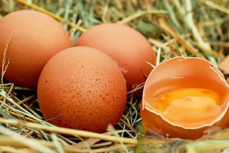 Tavuk yumurtası &uuml;retiminde rekor