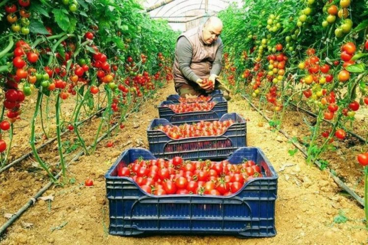 Tarım teşvikine fırsat&ccedil;ı uyarısı