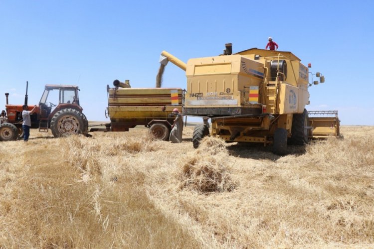Barış Pınarında ilk arpa hasatı sevinci