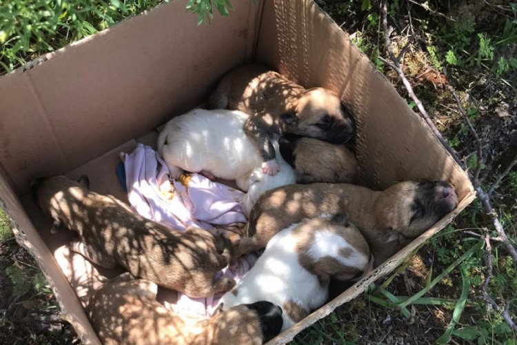 7 yavrusu bulunan k&ouml;pek t&uuml;fekle vurularak &ouml;ld&uuml;r&uuml;ld&uuml;