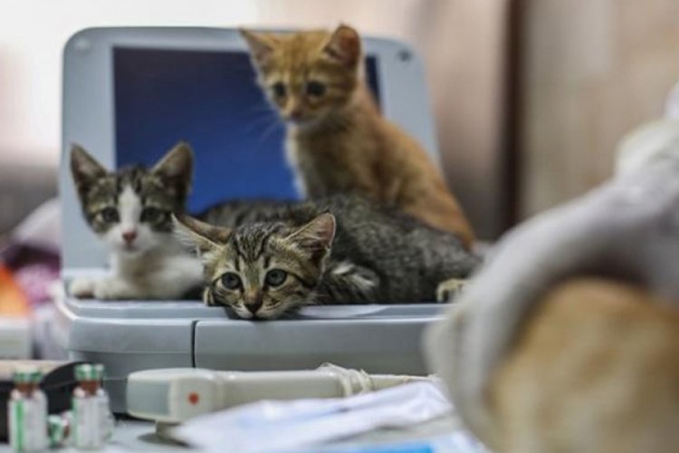 6 kedi hi&ccedil; semptom g&ouml;stermeden birbirine vir&uuml;s bulaştırdı