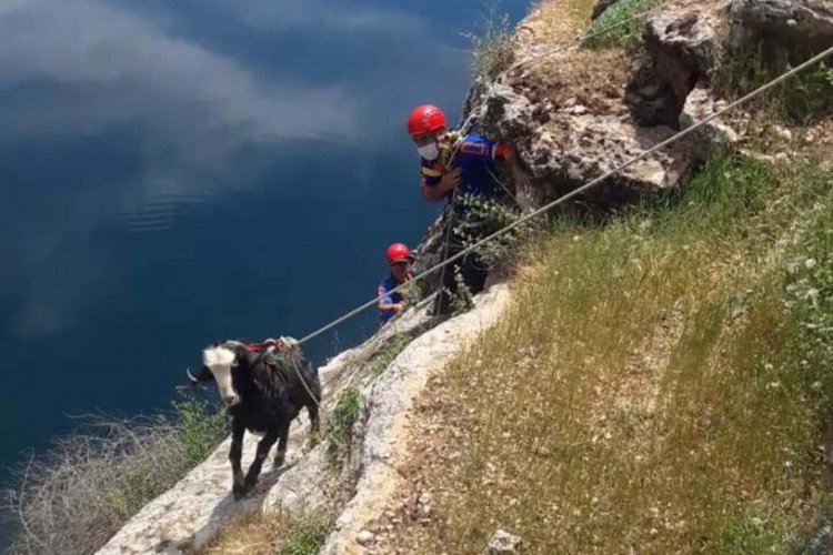Kayalıklarda mahsur kalan ke&ccedil;iye halatlı kurtarma