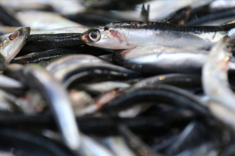 Karadeniz'in hamsisi 768 bin dolar kazandırdı