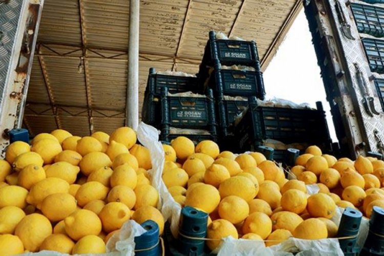 10 bin ton limon ihracatına izin verildi