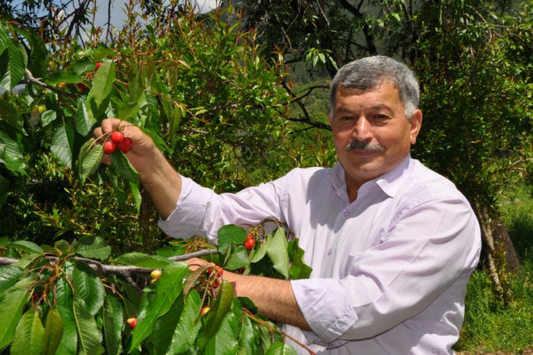 Turfanda kirazın kilosu 15 lira