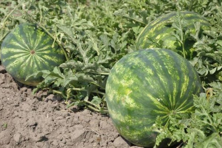 Tonu 300 doları aşan karpuz ithalatına g&ouml;zetim