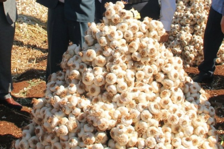Kuru sarımsak hasadı başladı