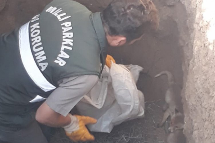 Definecilerin kazdığı &ccedil;ukura d&uuml;şen yavru tilkiler kurtarıldı