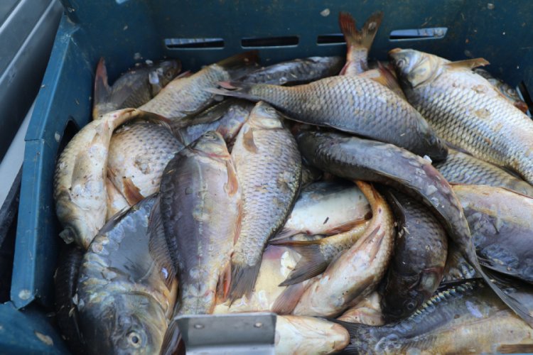 Ka&ccedil;ak avlanan 1 ton 400 kilo yavru sazan ele ge&ccedil;irildi