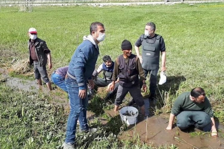 &Ouml;lmek &uuml;zere olan 3 ton balığı kovalarla taşıdılar