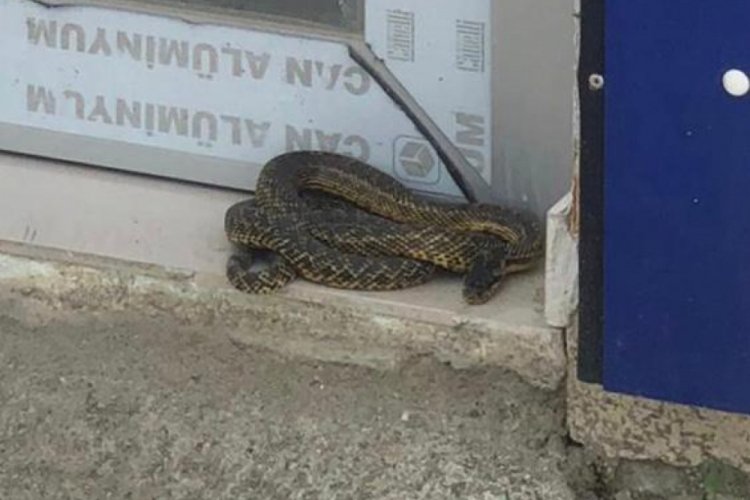 Bursa'da kapısında yılan gördü, neye uğradığını şaşırdı&nbsp;