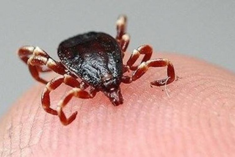 Uzmanlardan kene uyarısı: Vaka sayısı d&ouml;rde katlanabilir
